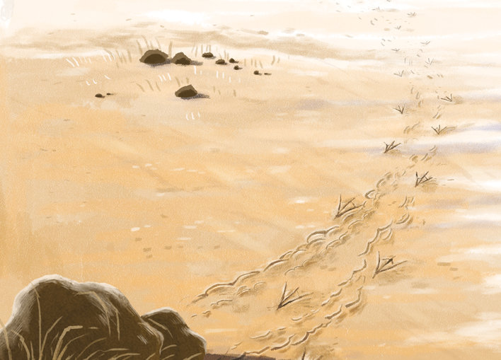 Footprints of a sandpiper and a ghost crab