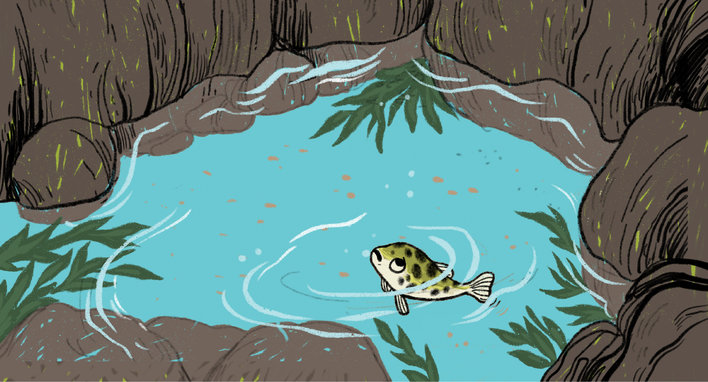 A puffer fish in a tide pool