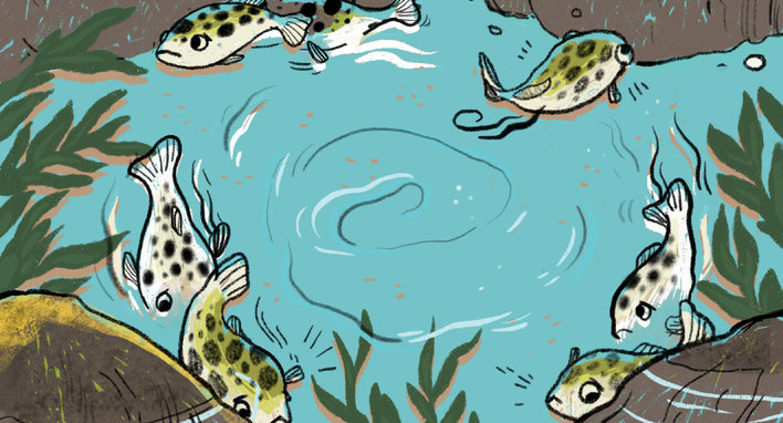 A puffer fish puffs up