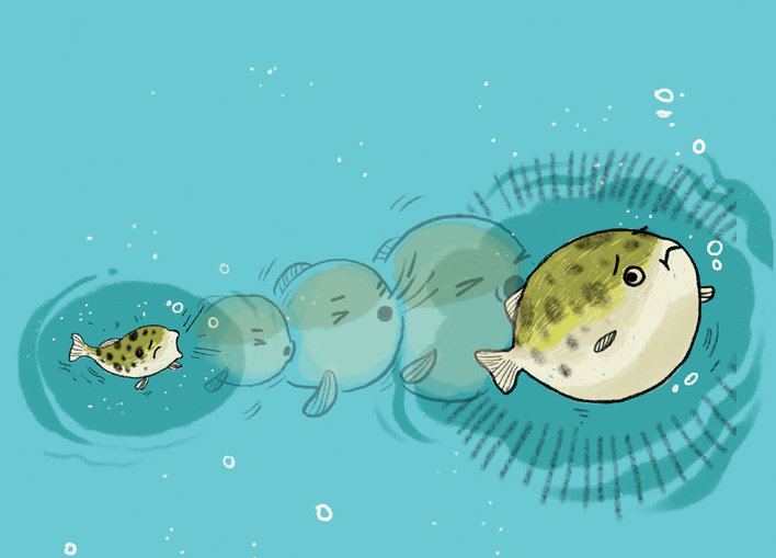 A puffer fish, a porcelain crab and an orange starfish