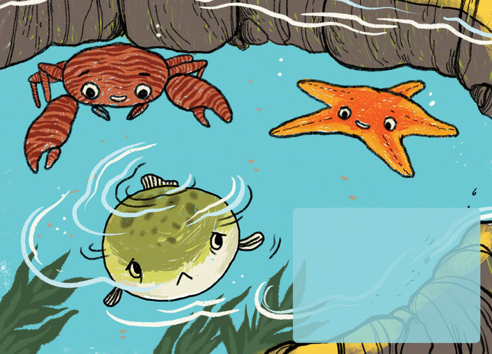 A puffer fish a porcelain crab and an orange starfish