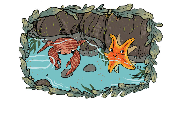 A porcelain crab and an orange starfish