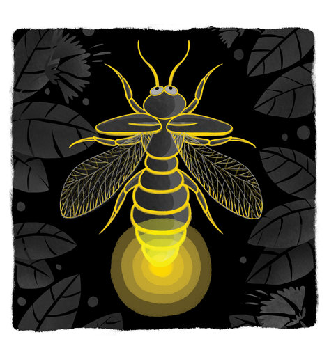 Firefly glowing at night