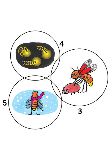 More about fireflies