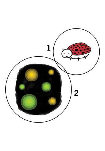 Bug and fireflies