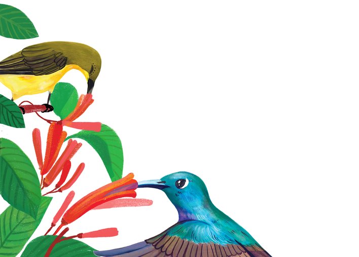 Sunbirds using their beaks to gather nectar from flowers