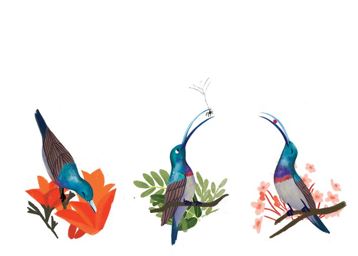 Sunbirds eating different things