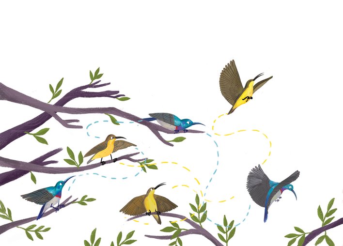 Sunbirds flying around searching for food