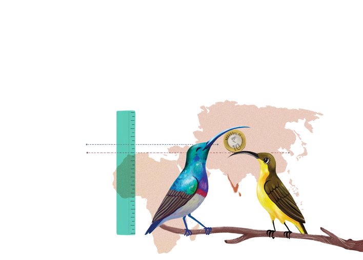 Two sunbirds hold a coin between their beaks