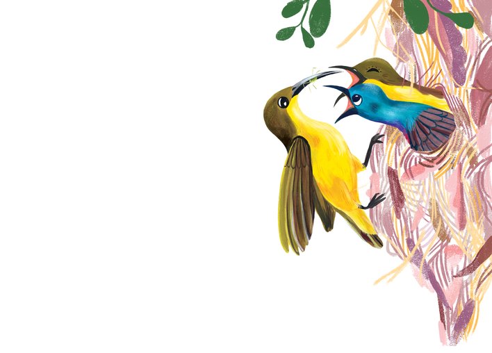 A sunbird feeds its babies in a nest