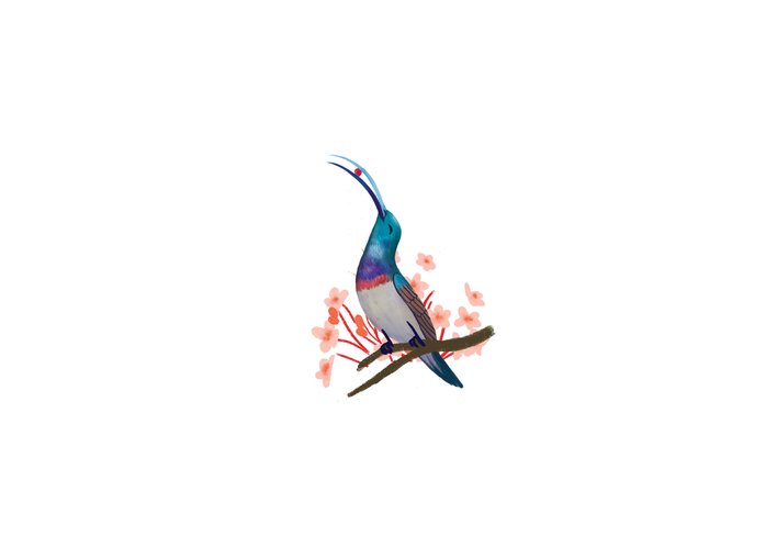 A sunbird eating a berry