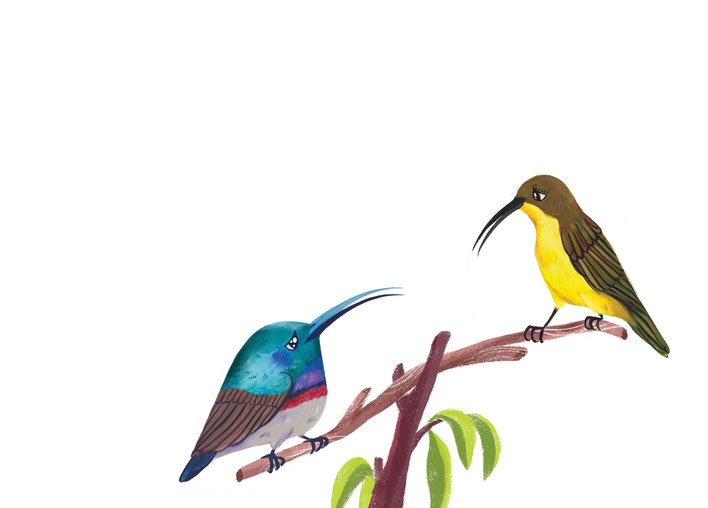 Two sunbirds sit on a branch