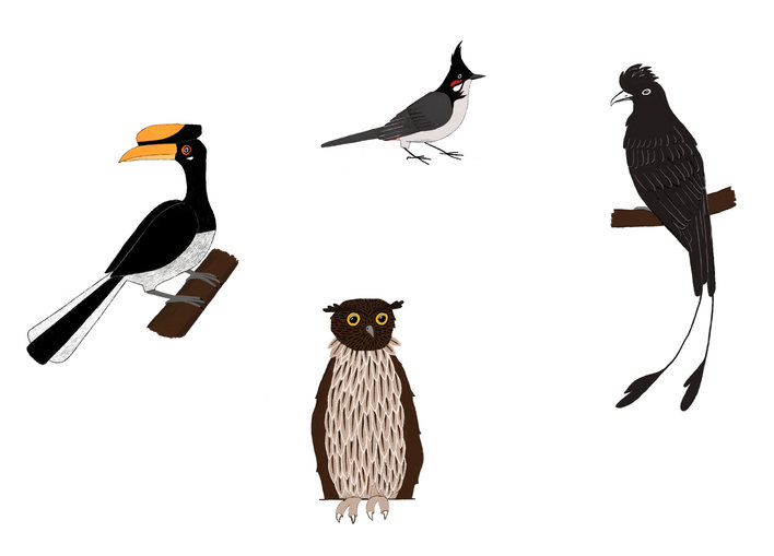 Racket tailed drongo, brown fish owl, the great indian hornbill, red whiskered bulul