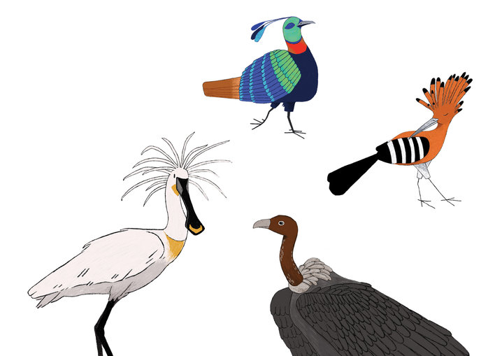 A spoonbill and a vulture and monal and hoopoe