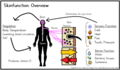 Overview of skin functions