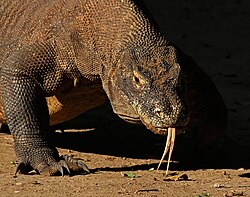 A picture of a Komodo dragon