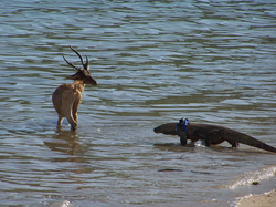 A picture of a Komodo dragon trying to prey (eat) a deer.